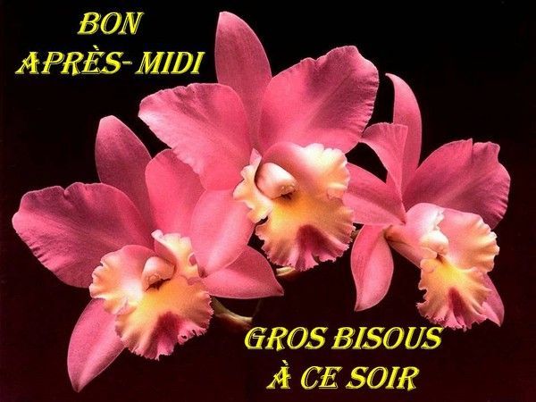 Bon après-midi